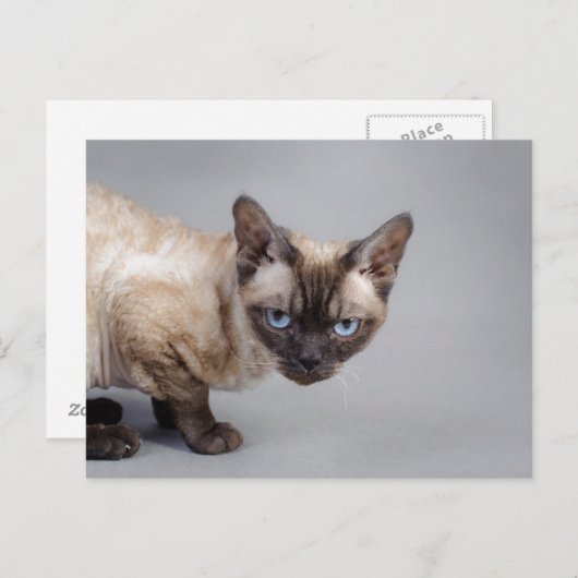Devon rex briefkaart (Voorkant / Achterkant)