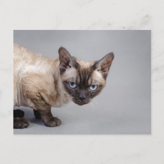 Devon rex briefkaart (Voorkant)