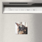 Devon Rex Cat Magnet Magneet (Insitu (Vaatwasser))