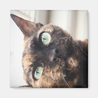 Devon Rex Cat Magnet Magneet