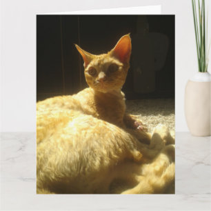 devon rex oranje kaart