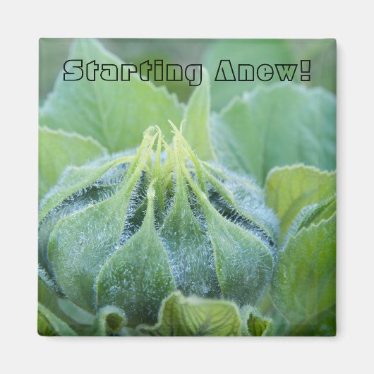 Dew bevochtigde zonnebloemknop close-up foto magneet (Voorkant)