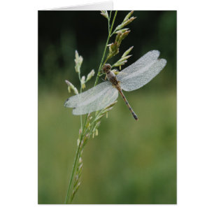 Dew couvert Darner Dragonfly