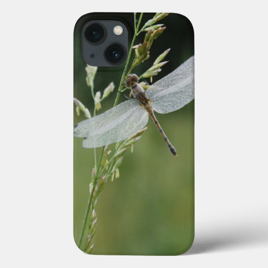 Dew cover Darner Dragonfly (Achterkant)