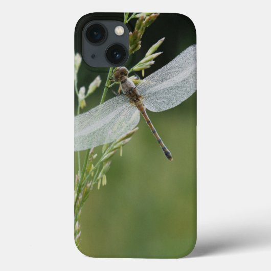 Dew cover Darner Dragonfly (Achterkant)