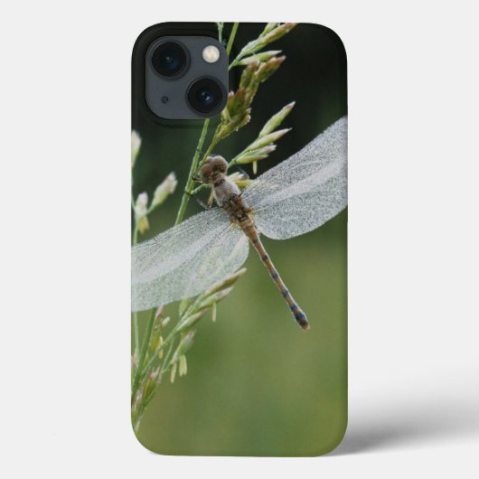 Dew cover Darner Dragonfly (Achterkant)