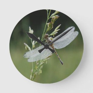 Dew cover Darner Dragonfly Ronde Klok