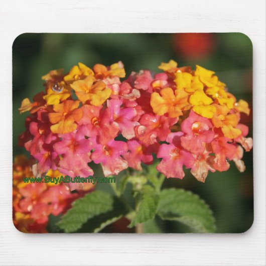 Dew Covered Lantana Flowers Muismat (Voorkant)