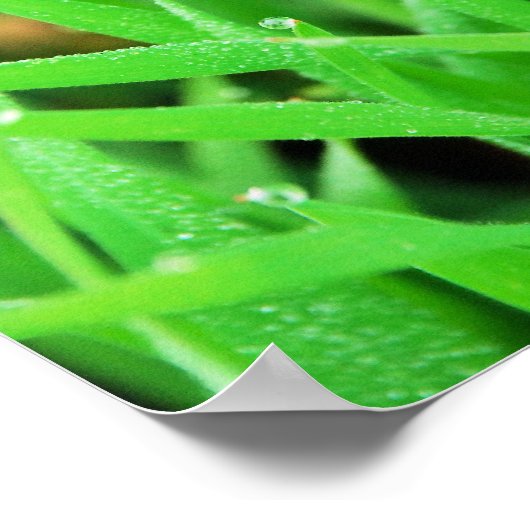 Dew Crowned Grass Poster (Hoek)