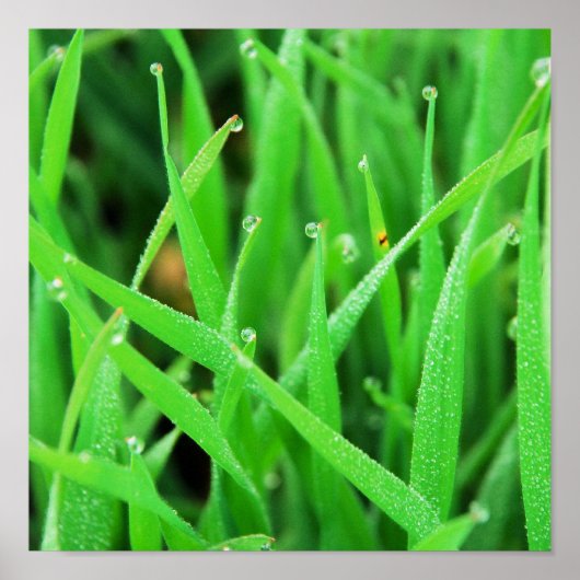 Dew Crowned Grass Poster (Voorkant)