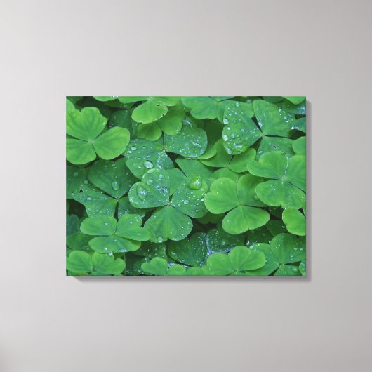 Dew Drenced Clovers Macro Fotobehang Canvas Afdruk (Voorkant)
