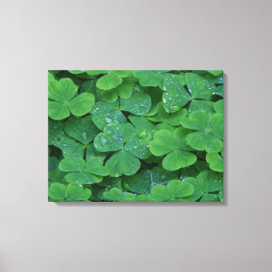 Dew Drenced Clovers Macro Fotobehang Canvas Afdruk