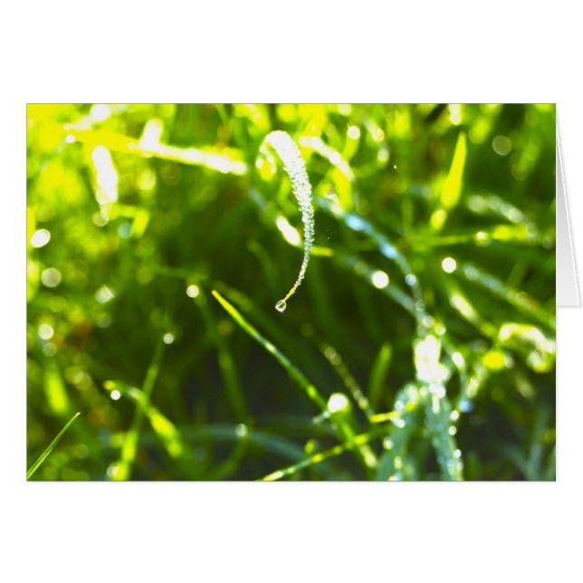 Dew Drop (Voorkant Horizontaal)