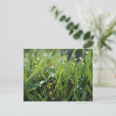 Dew Drop Grass Gardening carte postale (Debout devant)