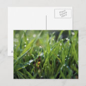 Dew Drop Grass Gardening carte postale (Devant / Derrière)