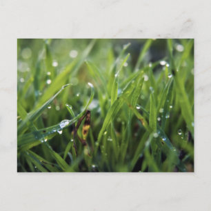 Dew Drop Grass Gardening carte postale