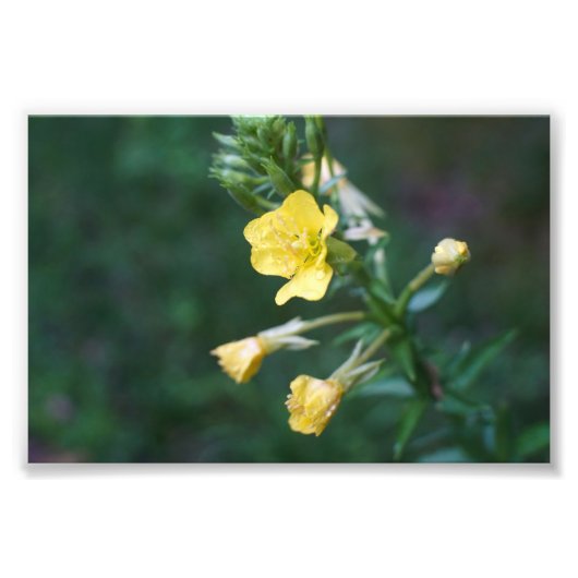 Dew Drop Intiem Foto Afdruk (Voorkant)