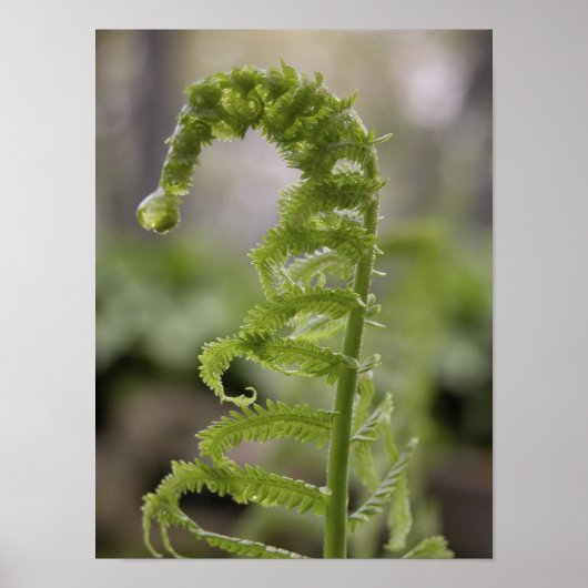 Dew Drop on Green Fern Frond Poster (Voorkant)