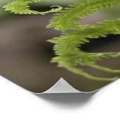 Dew Drop on Green Fern Frond Poster (Hoek)