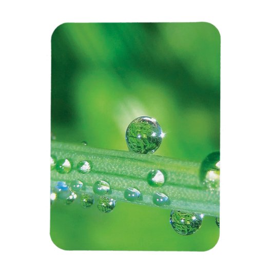 Dew Drop on Green Grass Meditatie Magneet (Verticaal)