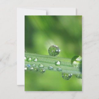 Dew Drop op Green Grass Vreedzame Natuur Briefkaart