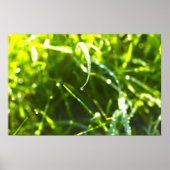 Dew Drop Poster (Voorkant)