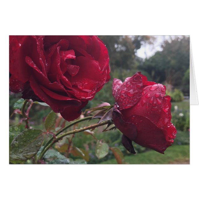 Dew Drop-Rozen (Voorkant Horizontaal)