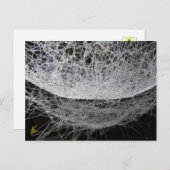 Dew Drop Water Hammock Spider Web Briefkaart (Voorkant / Achterkant)