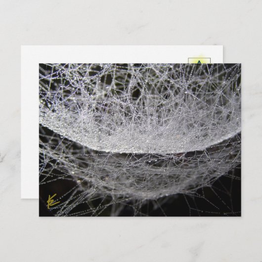 Dew Drop Water Hammock Spider Web Briefkaart (Voorkant / Achterkant)