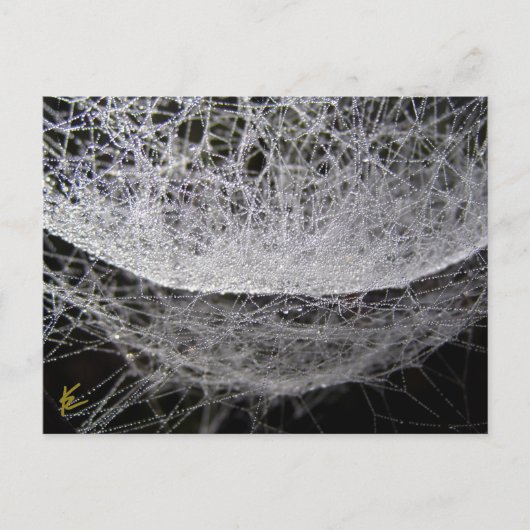 Dew Drop Water Hammock Spider Web Briefkaart (Voorkant)