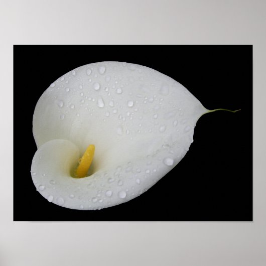 Dew drop White Arum Lily Poster (Voorkant)