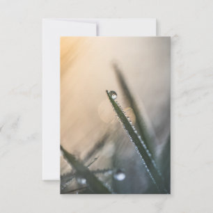 Dew Droplet op Grass floral natuur Foto Kaart