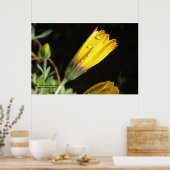 Dew Drops on a Yellow Daisy - Foto afdrukken Poster (Keuken)