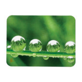 Dew Drops On Green Grass Elegant Nature Magneet (Horizontaal)