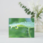 Dew Drops on Green Leaf Story in Nature Briefkaart (Staand voorkant)