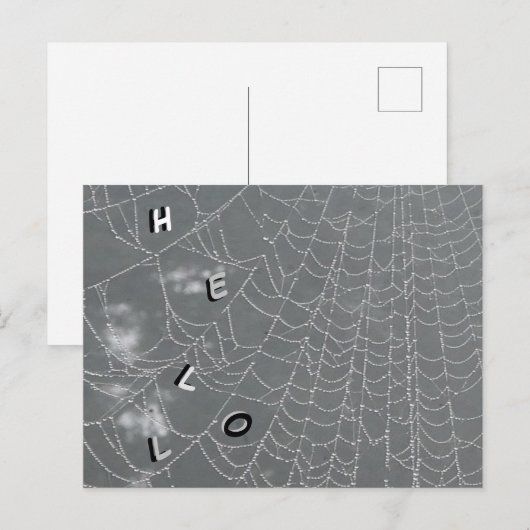 Dew Drops Spider Web HALLO Briefkaart (Voorkant / Achterkant)