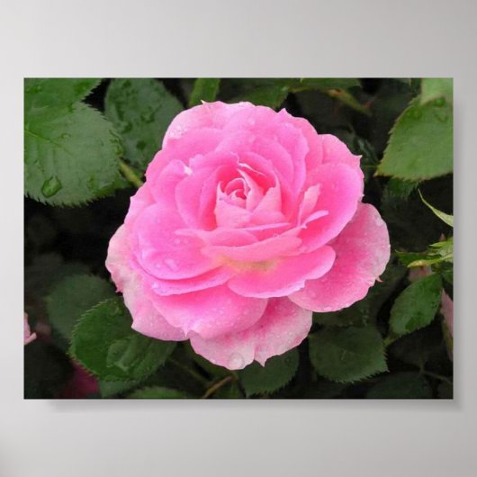 Dew Kust Roos Poster (Voorkant)