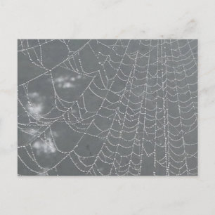 Dew laisse tomber Spider Web DO-IT-YOURSELF carte 