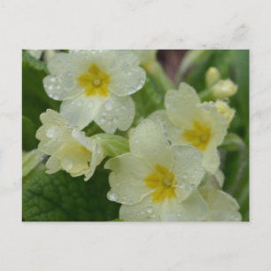 Dew on White and Yellow Primrose Briefkaart