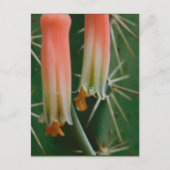 Dew op Aloe Bloom Briefkaart (Voorkant)