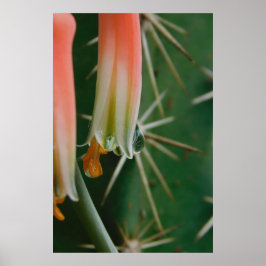Dew op Aloe Bloom Poster