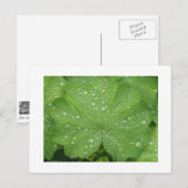 Dew sur une carte postale Feuille verte (Devant / Derrière)