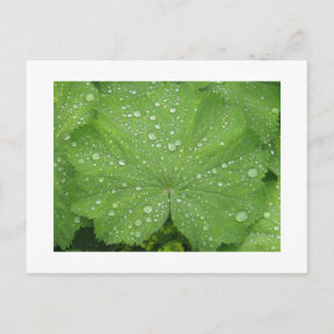 Dew sur une carte postale Feuille verte