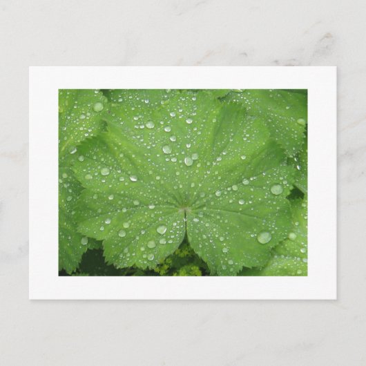 Dew sur une carte postale Feuille verte (Devant)