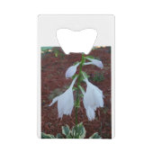Dew sur une fleur Sun Hosta (Devant)