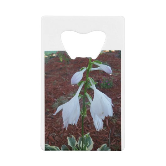 Dew sur une fleur Sun Hosta (Devant)