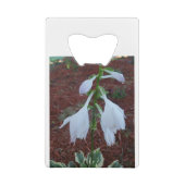 Dew sur une fleur Sun Hosta (Dos)