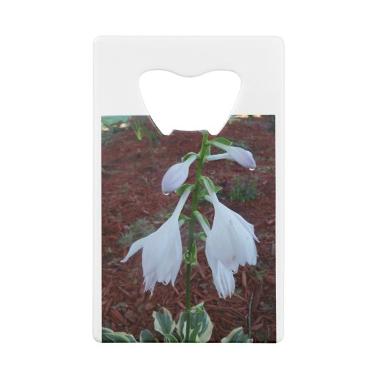 Dew sur une fleur Sun Hosta (Dos)