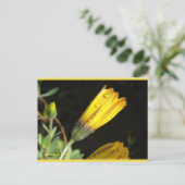 Dew sur une marguerite jaune | Carte postale Blue  (Debout devant)