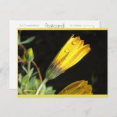 Dew sur une marguerite jaune | Carte postale Blue  (Devant / Derrière)